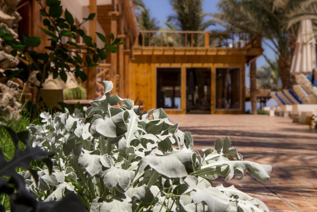 Acacia Dahab Hotel Room Type - Classic Triple Backside Room