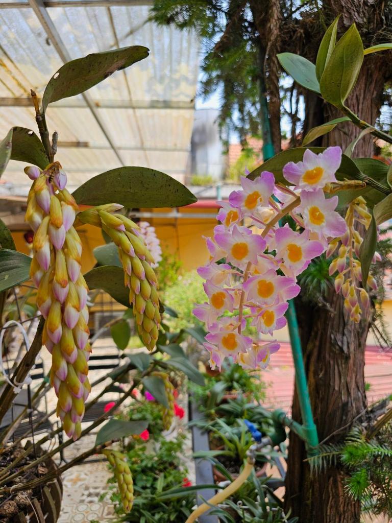 Dang Khoa Garden Inn