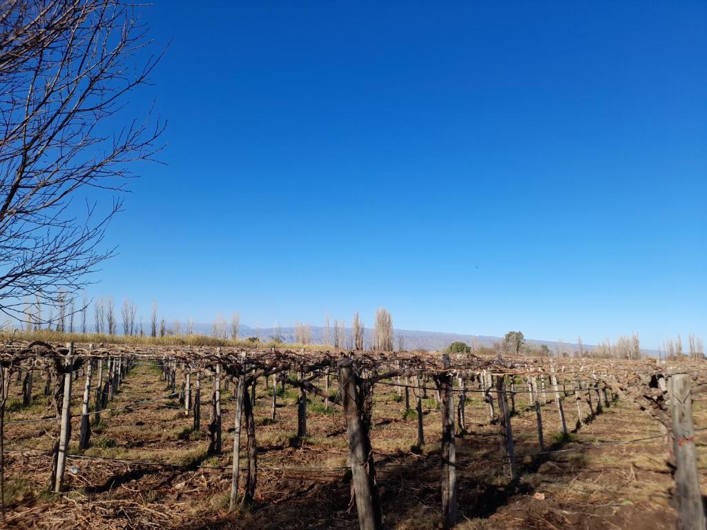 Viñedos del Este photo 1
