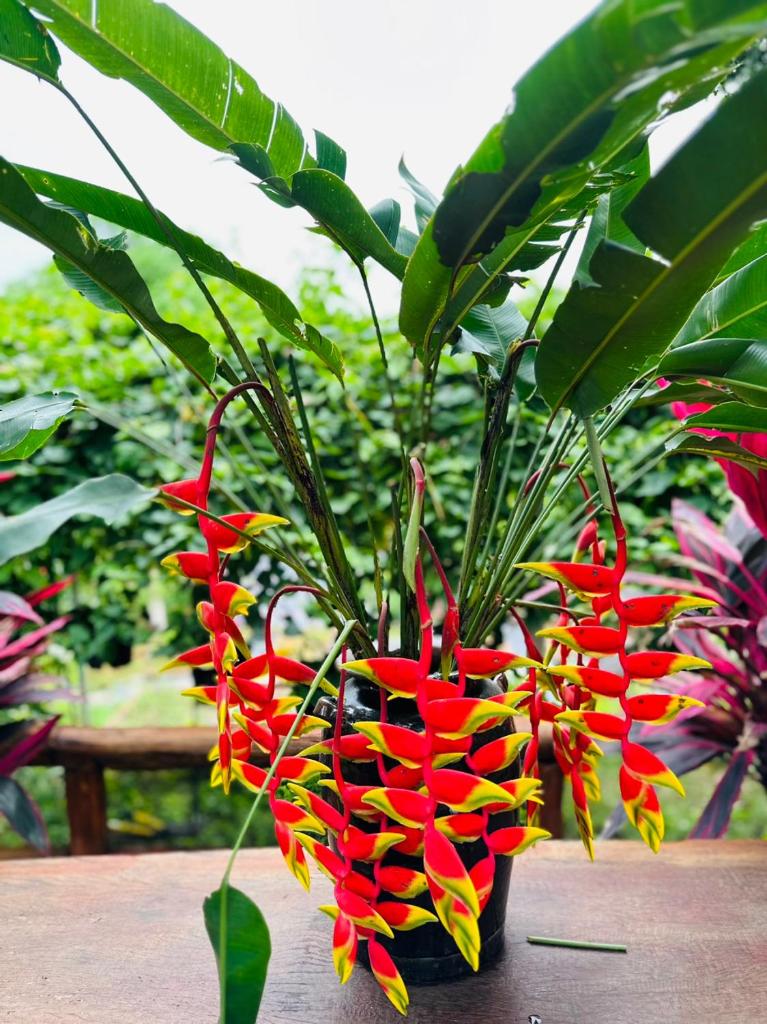 6Senses Garden Homestay