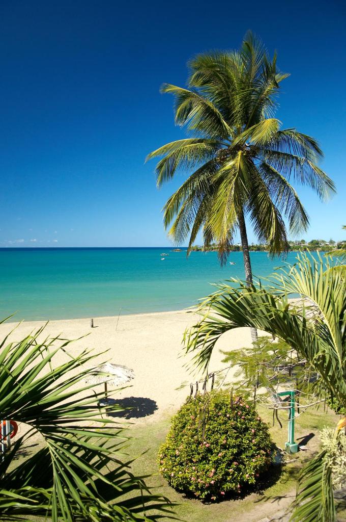 Starfish Tobago photo 1