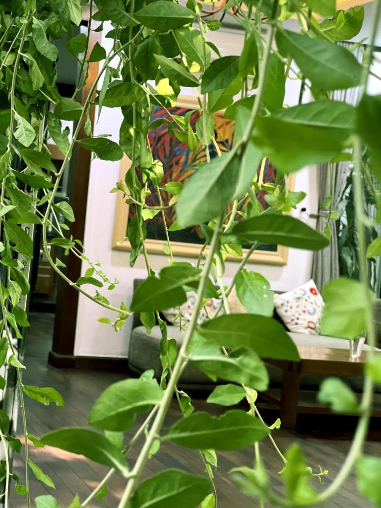 BAU VILLAS 4BR - 5' walk to My Khe Beach