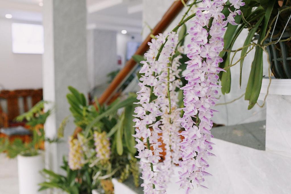 IvySnow Đà Lạt