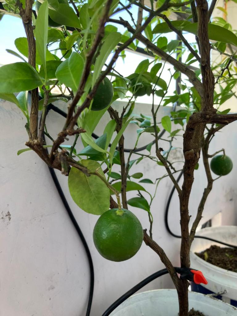 Green & Art Homestay