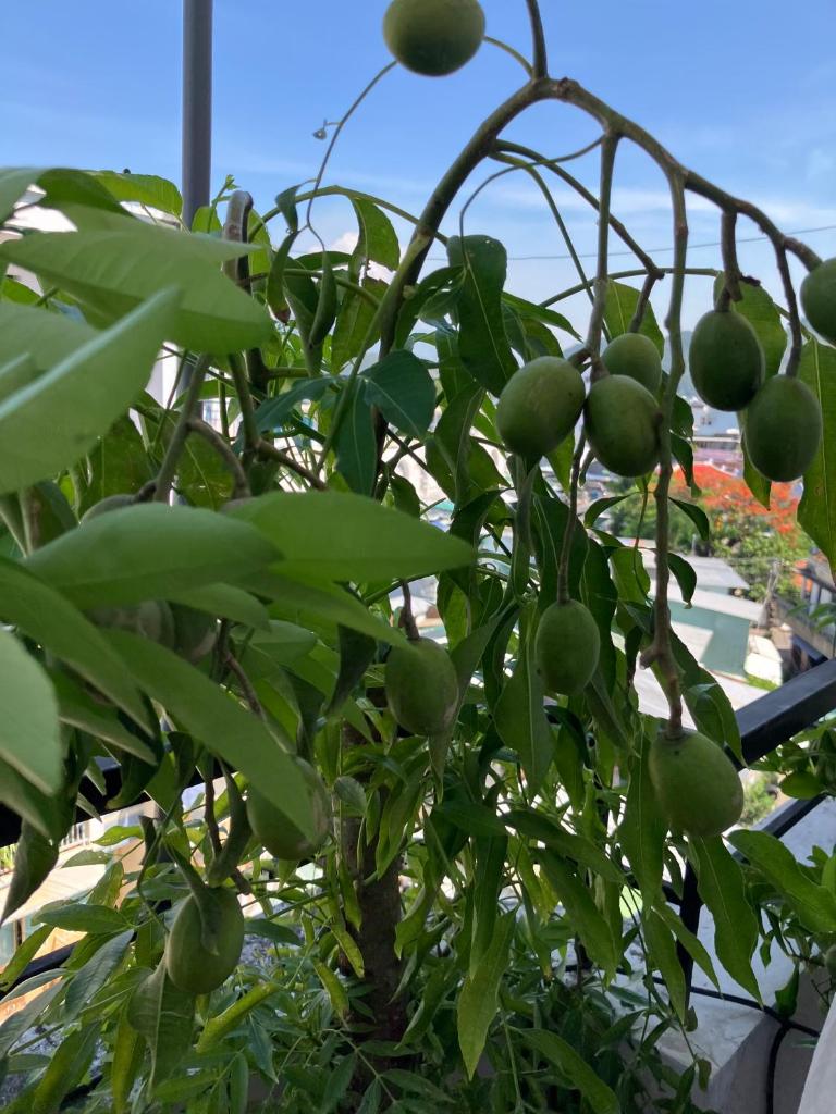 Green & Art Homestay