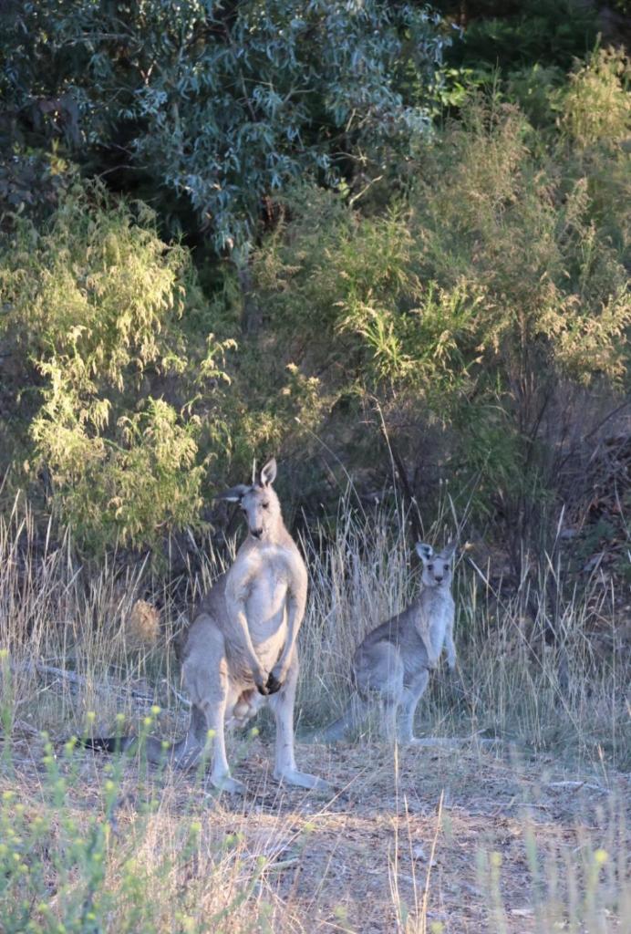 Lilydale Lodge - Shared photo 3