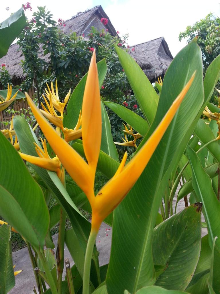 Bird of Paradise Bungalows photo 2