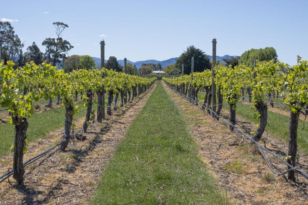 St Leonards Vineyard Cottages photo 1