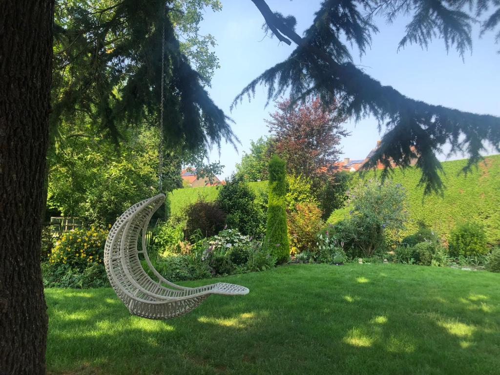 Cedrus photo 4