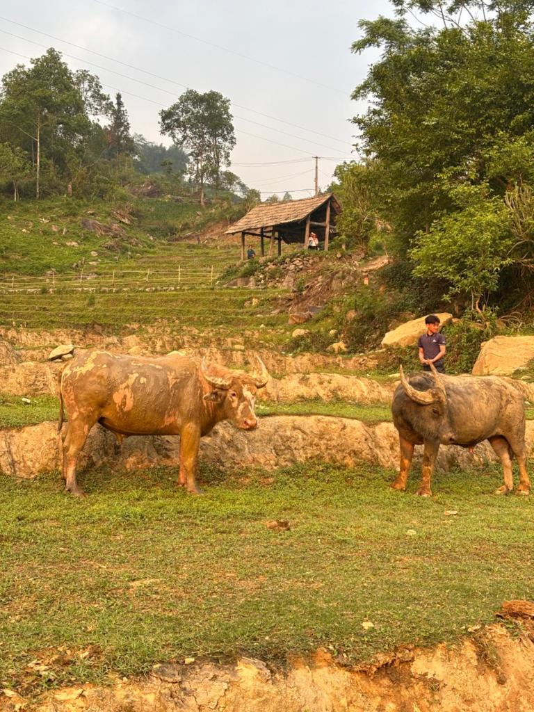 Sapa Tranquilla Chalet