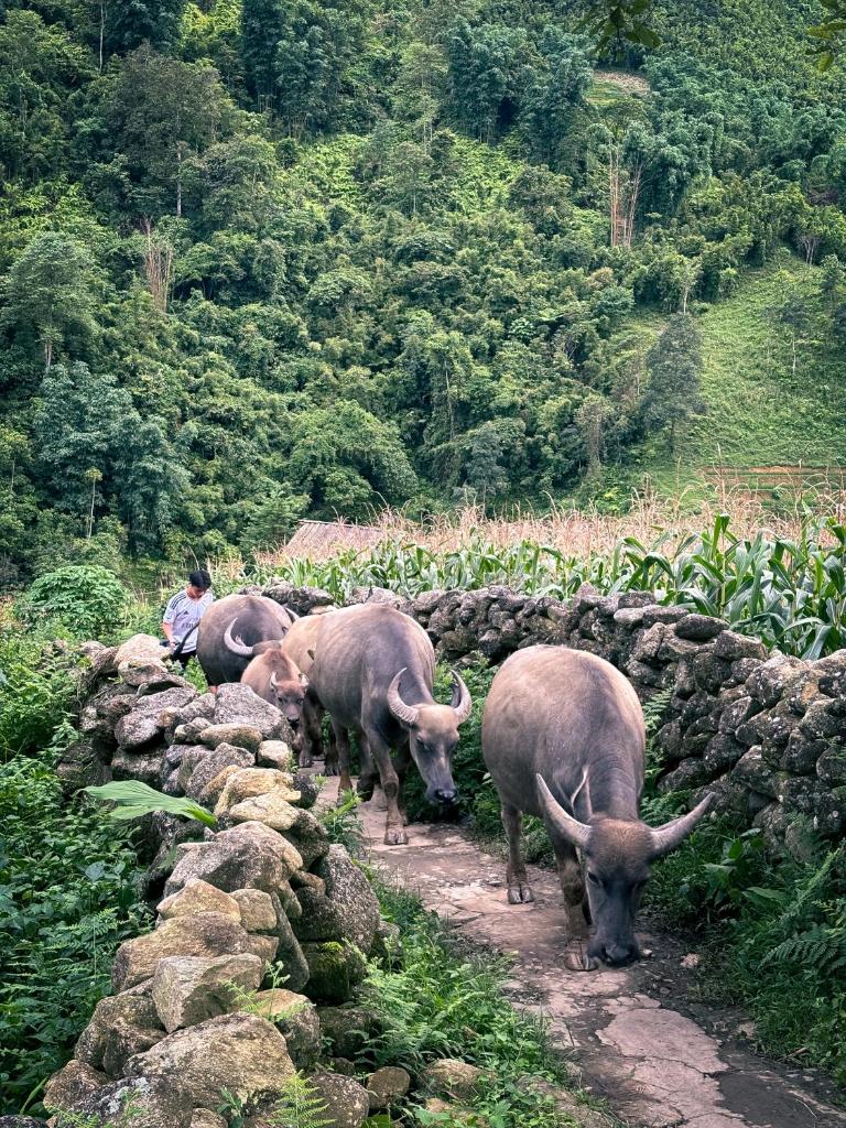 Sapa Tranquilla Chalet