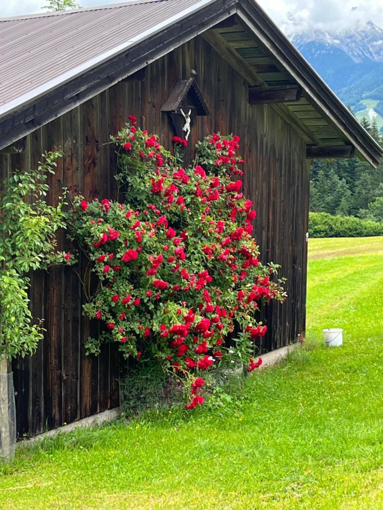 Ferienhäuser Schweitzer photo 2