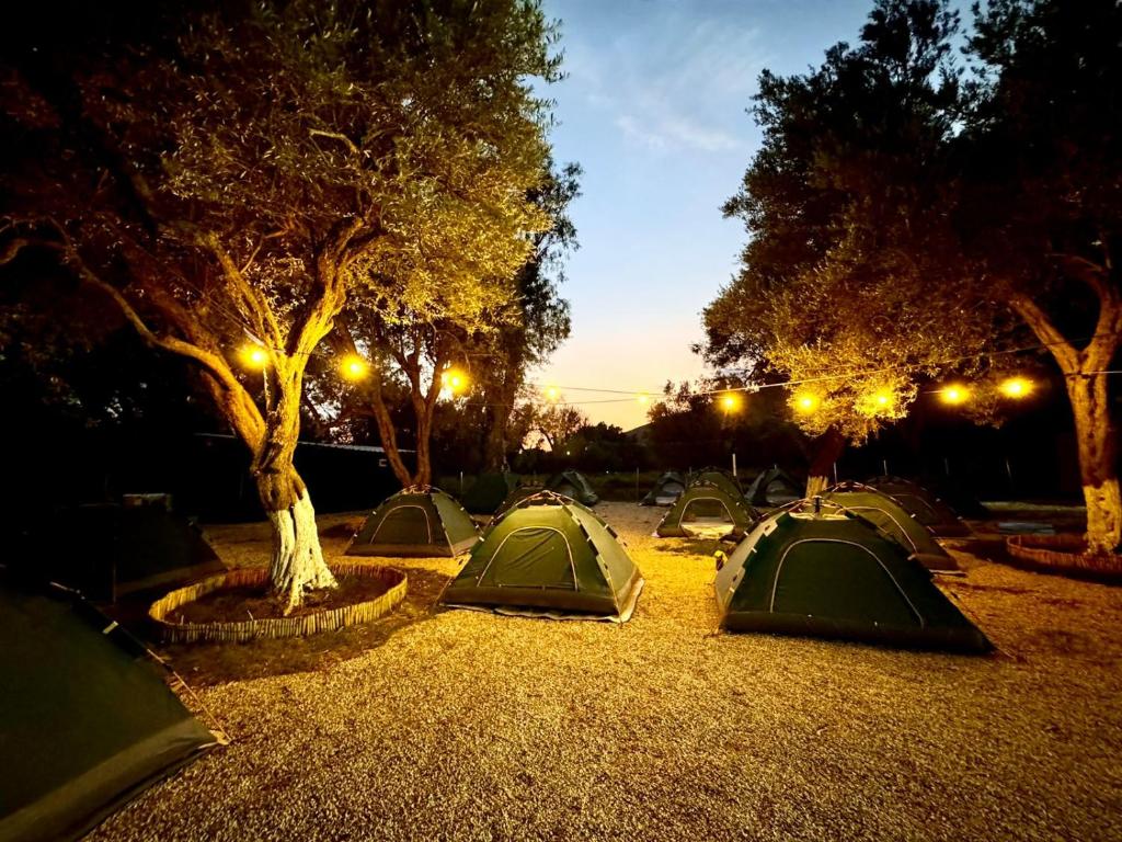 Ivy Sol Camping