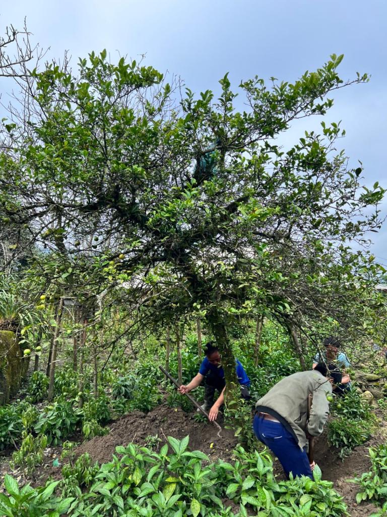 H'Mong Home Sâu Chua