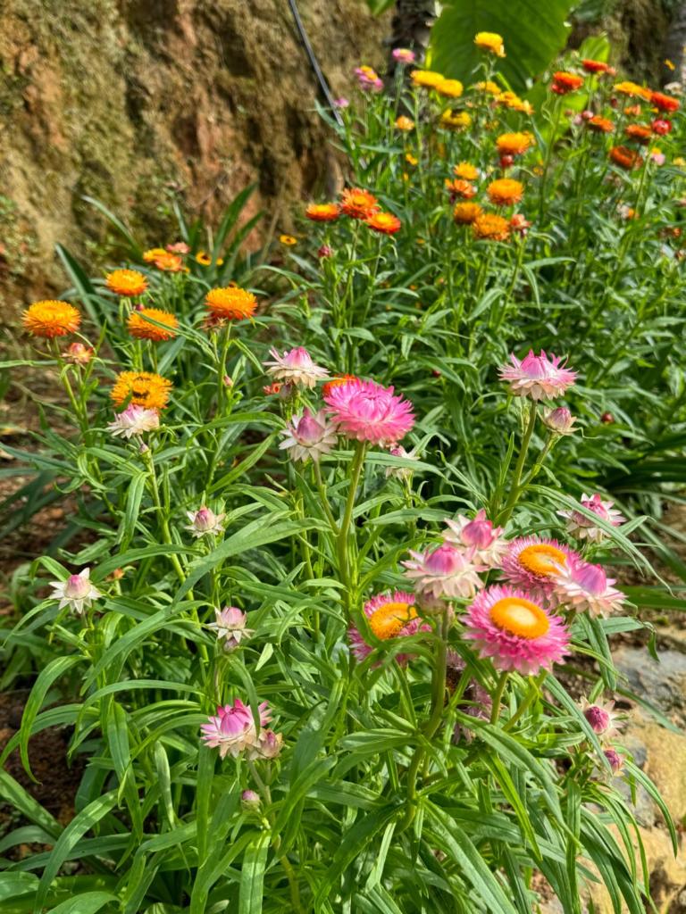 Chapa Hill Villa Sa Pa