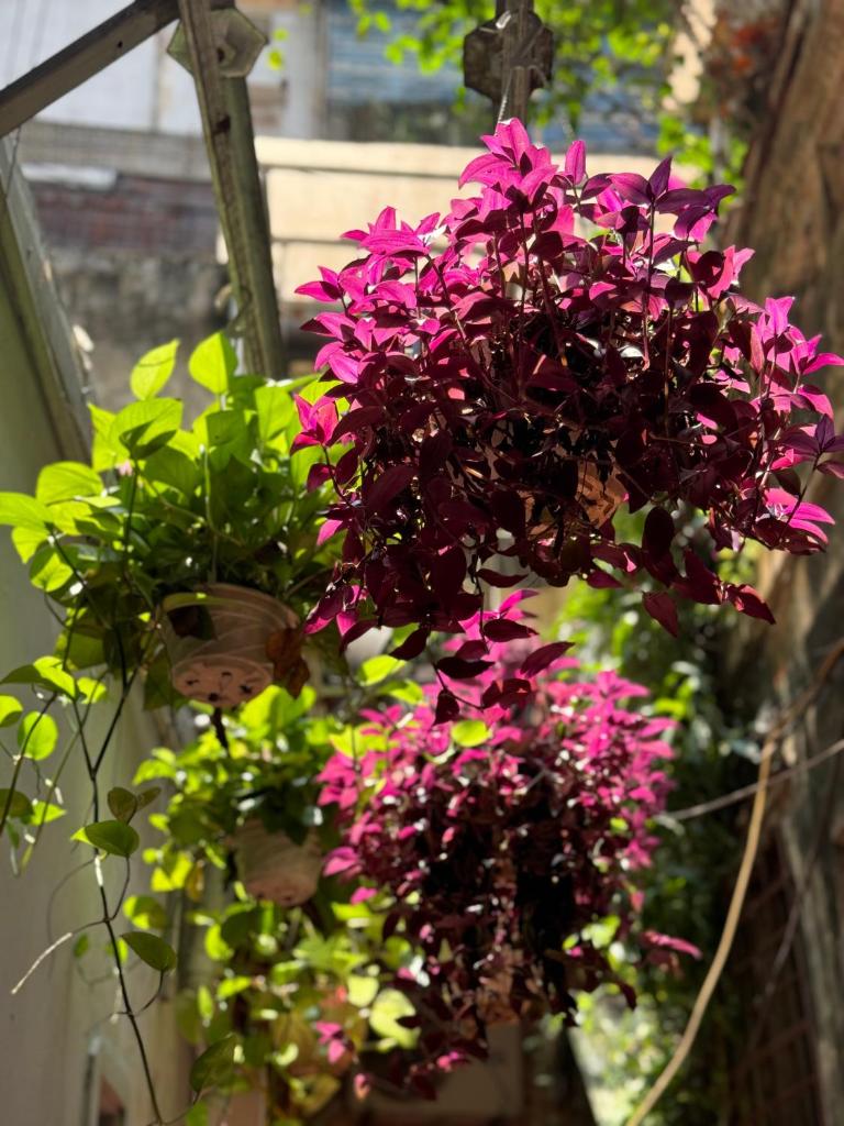 Orchid Duplex-Best Location-1min to Hoan Kiem Lake-Home Cinema