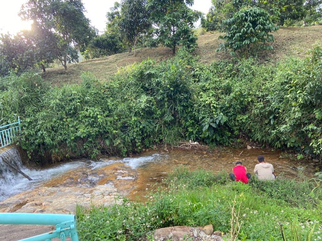 Gạo hạt dẻ homestay