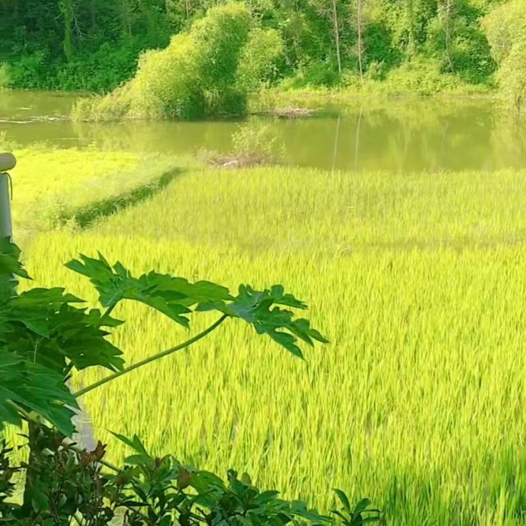 Dao homestay Vũ Linh