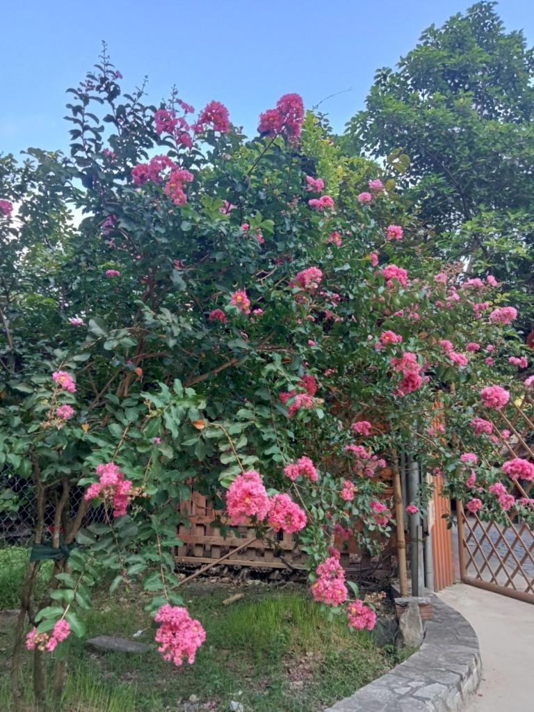 Hoalu Backpacker Homestay