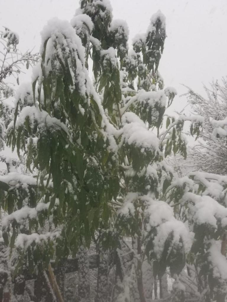 Bujtina Kashnjeti te Lush Zefi photo 1