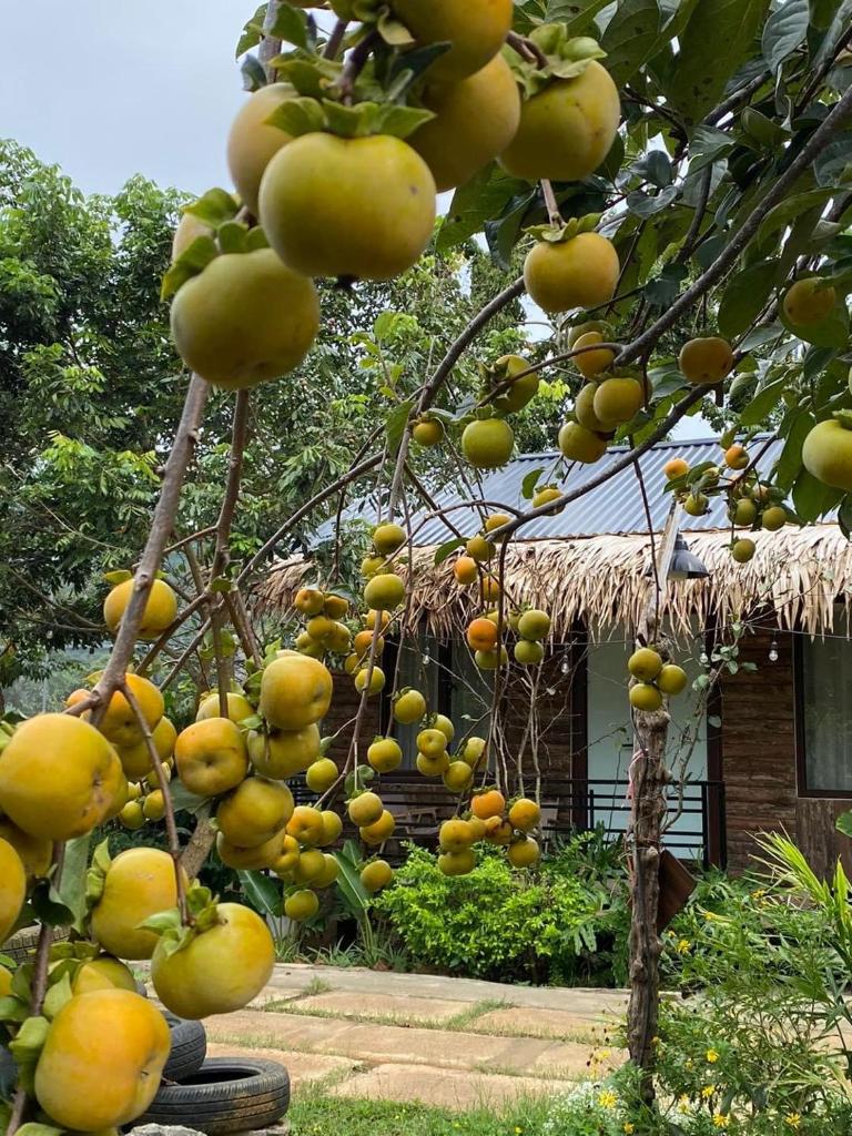 Bó Bun Homestay Mộc Châu