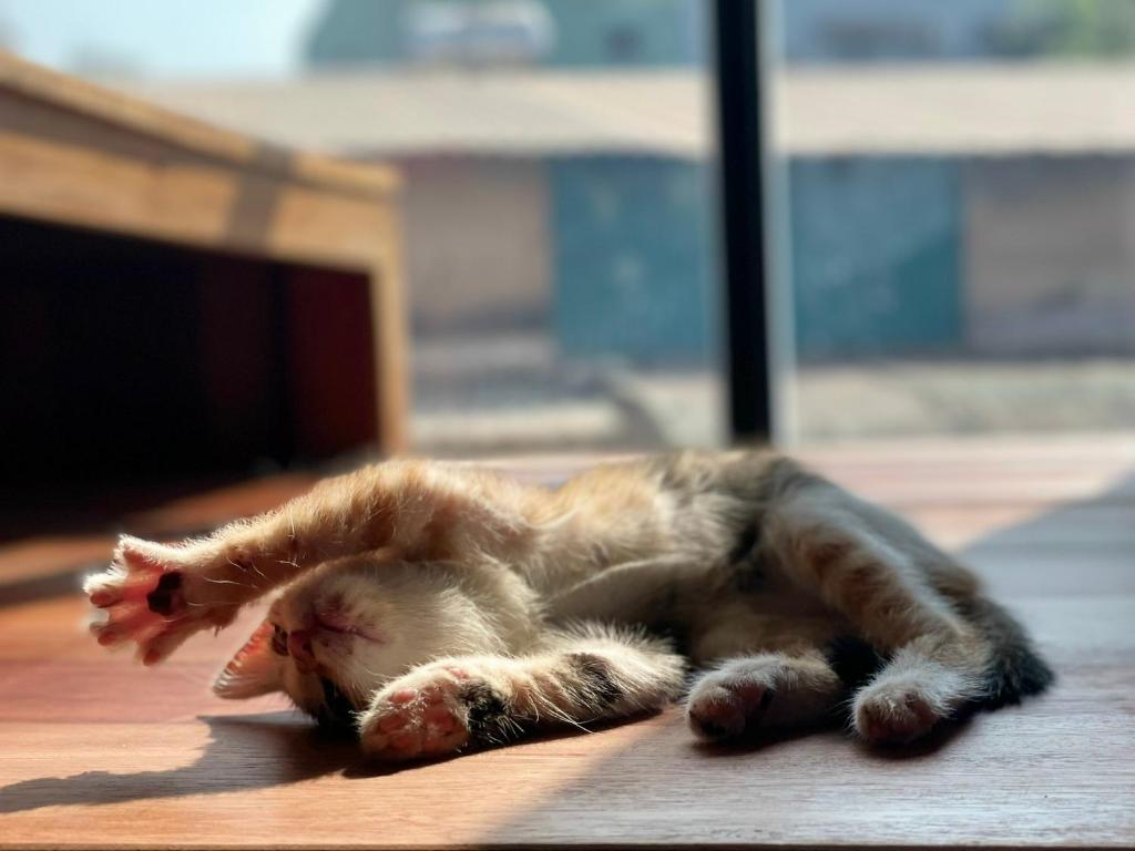 Manh Manh Villa Farm house