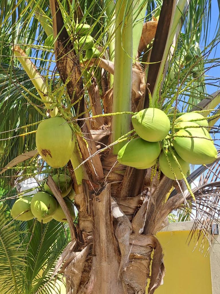 Coconut Studio photo 4