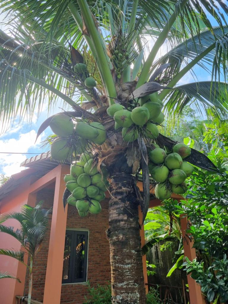 The An An Bungalow Homestay Phu Quoc