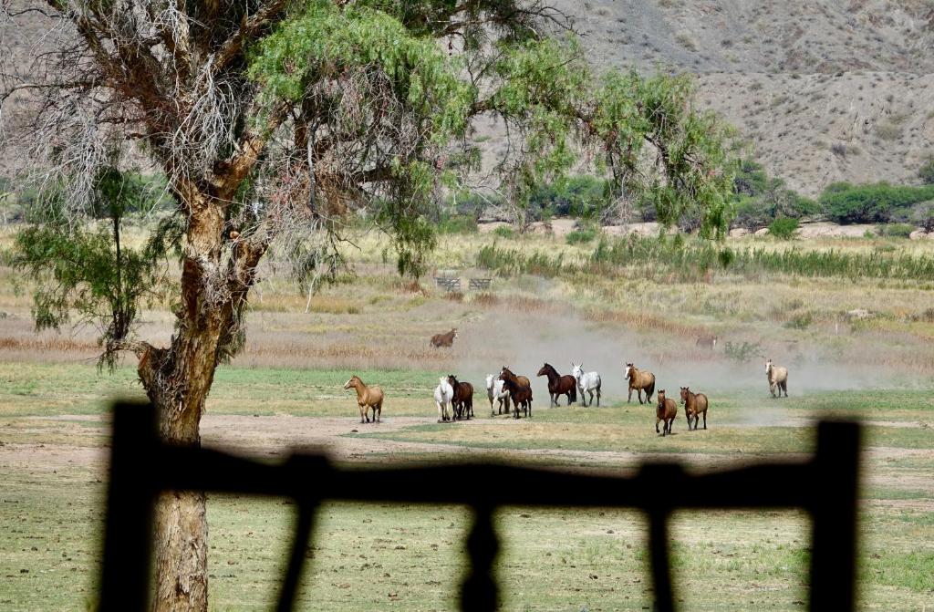 Estancia Banda Grande - horse & hiking safaris photo 2