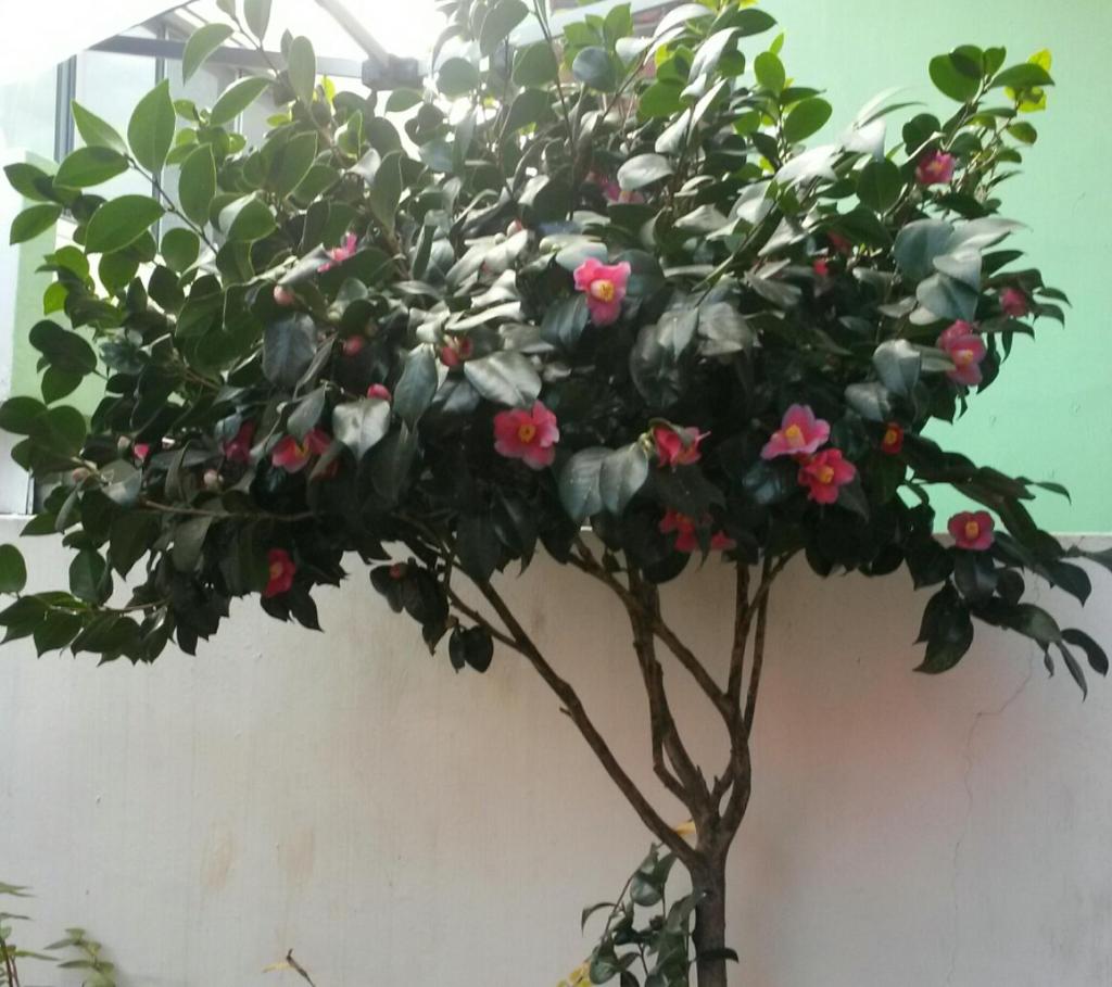 Green Guesthouse photo 2