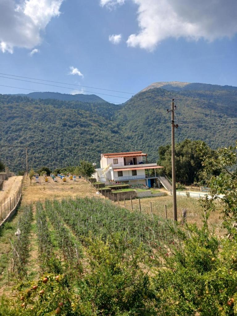 Ari's cozy rooms, Llogara photo 1
