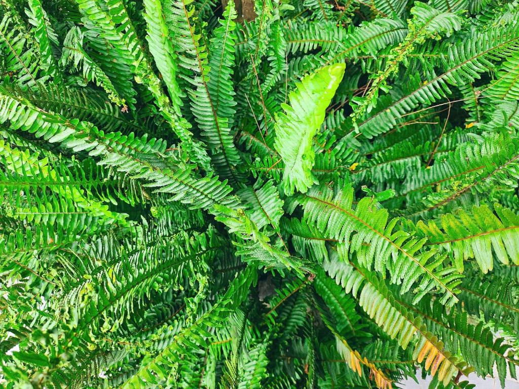 Góc Corner Homestay