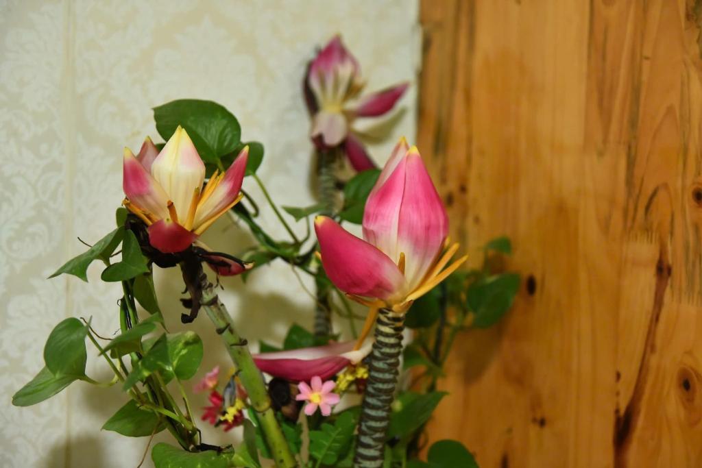 ROSIE HOMESTAY Hà Giang