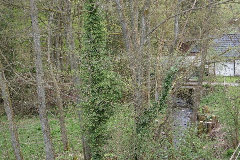 Ferienwohnungen TalBach Room Type - Apartment Bachblick 5