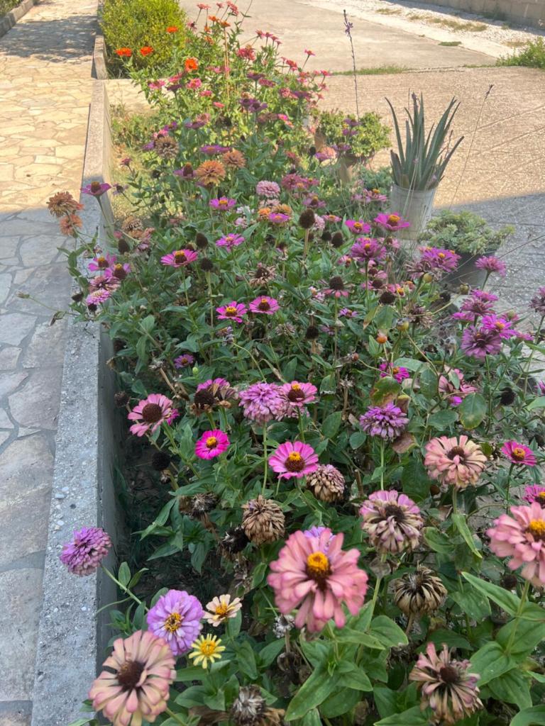 Villa Andrea photo 2