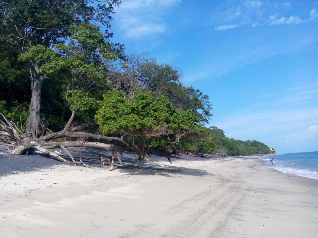 Istmo Beach and Jungle Bungalows photo 4