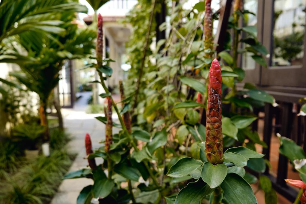 Hoi An Holiday Villa