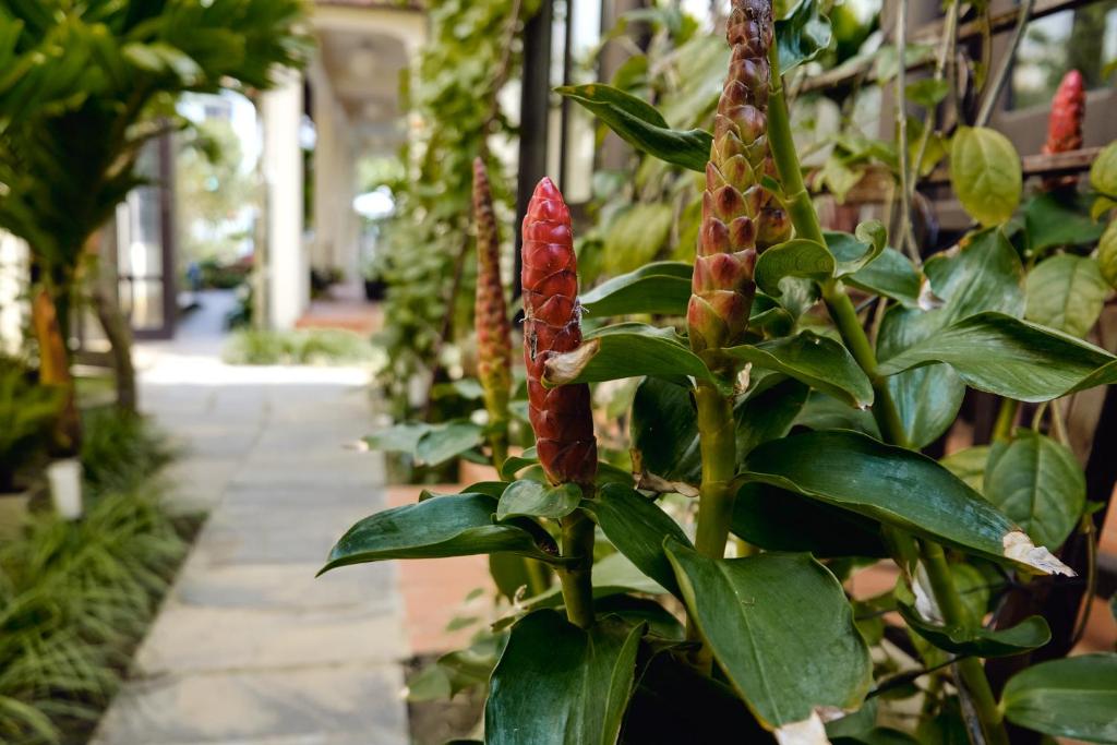 Hoi An Holiday Villa