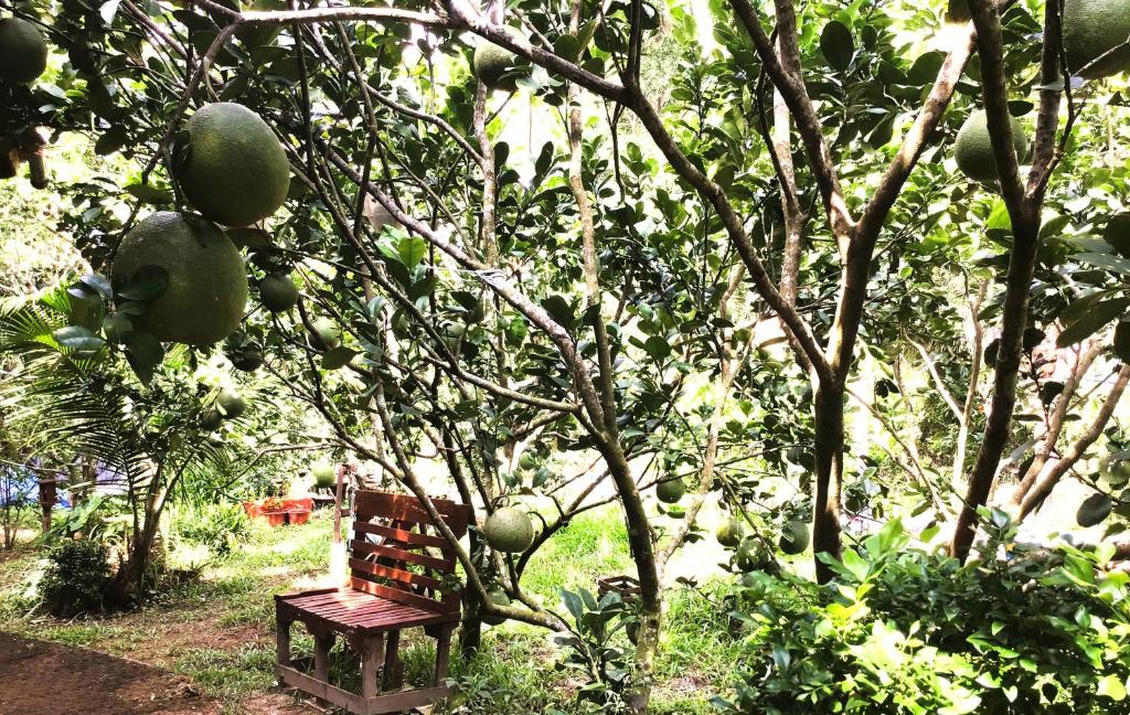 Ben Tre Farm Stay