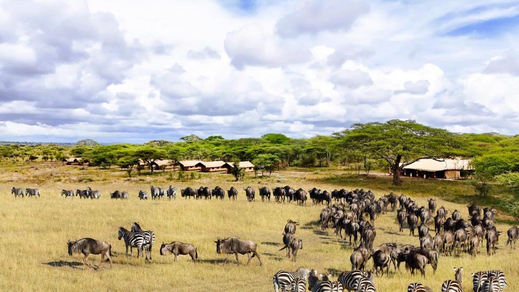 Africa Safari Serengeti Kusini, Meatu
