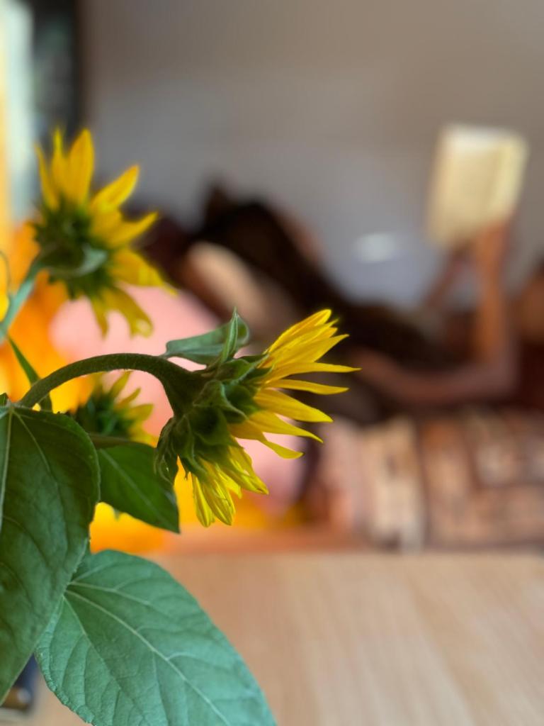 The Village Eco Stay Byron Bay