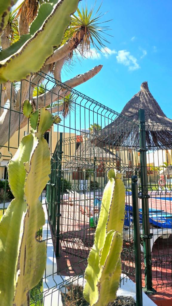 Dream Holiday Las Americas - Tap to explore photos