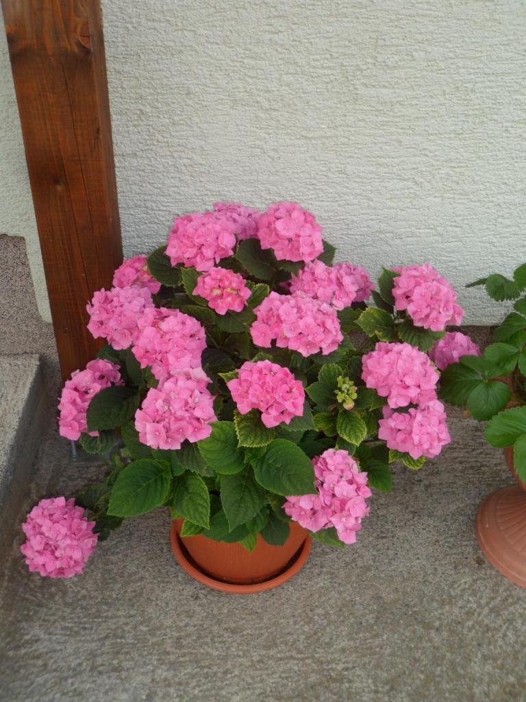 Vacation home Kuća za Odmor photo 2