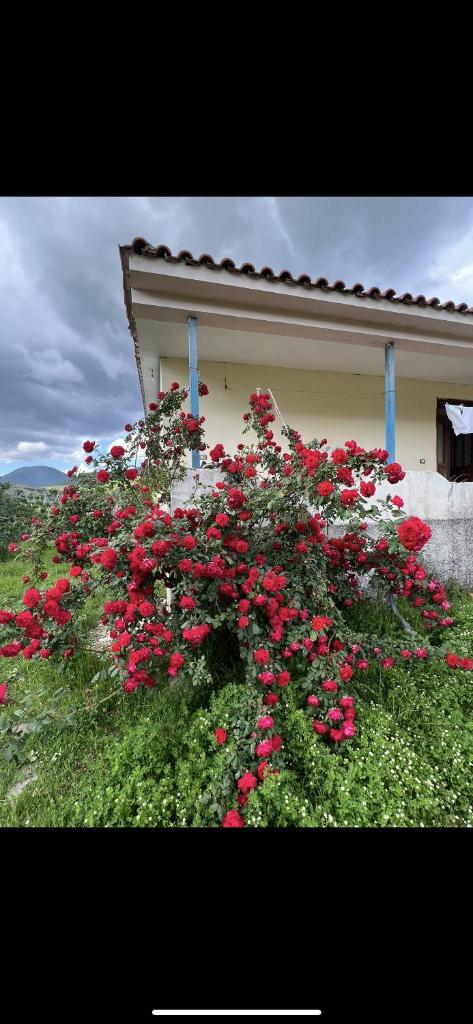 Vila Redi photo 1