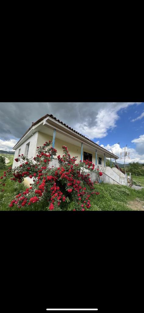 Vila Redi photo 3