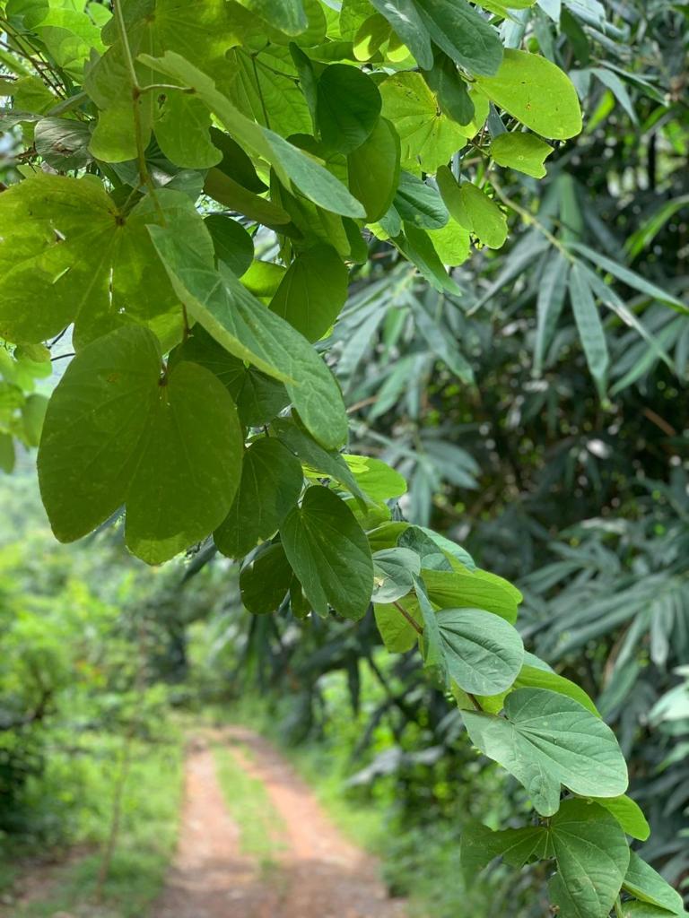 Xứ Sở La Vie Est Belle - Yoga and Meditation