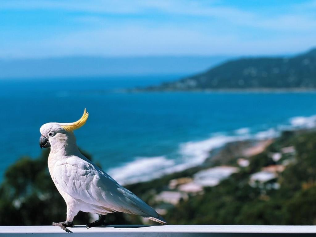 Vue De Vague photo 1