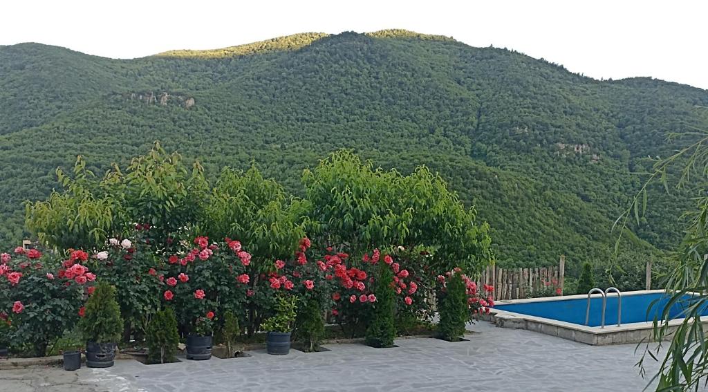 Green garden Կանաչ այգի