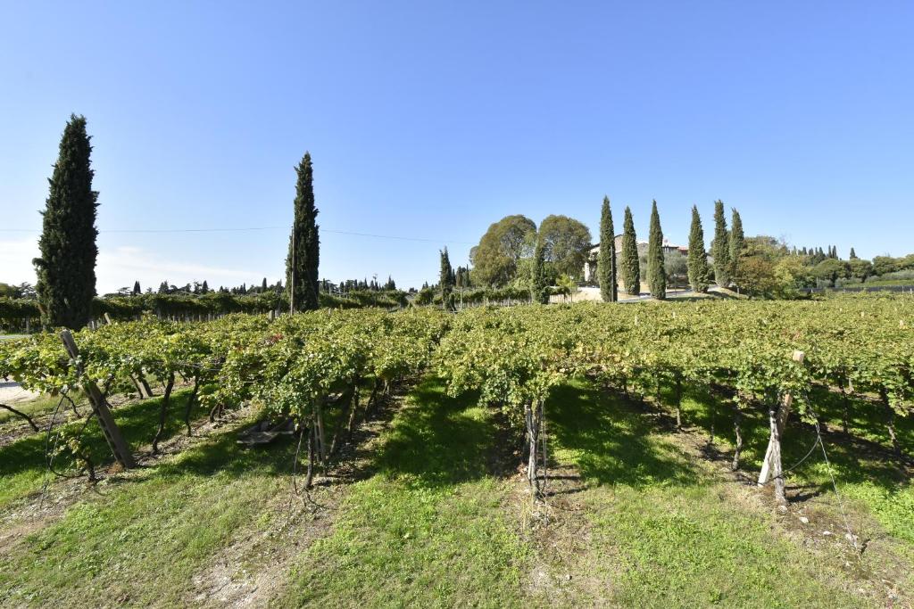 Le Palazzole photo 4