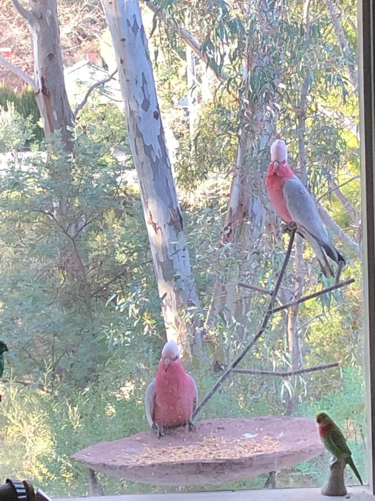 Bird Haven Central Castlemaine photo 1
